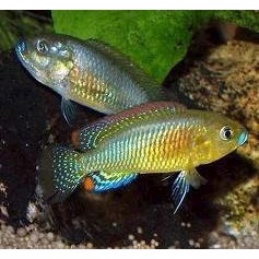 Lille Mundruger , Pseudocrenilabr Philander dispersus